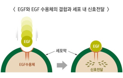 성장인자치료